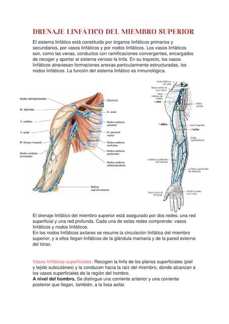 Drenaje linfático miembro superior