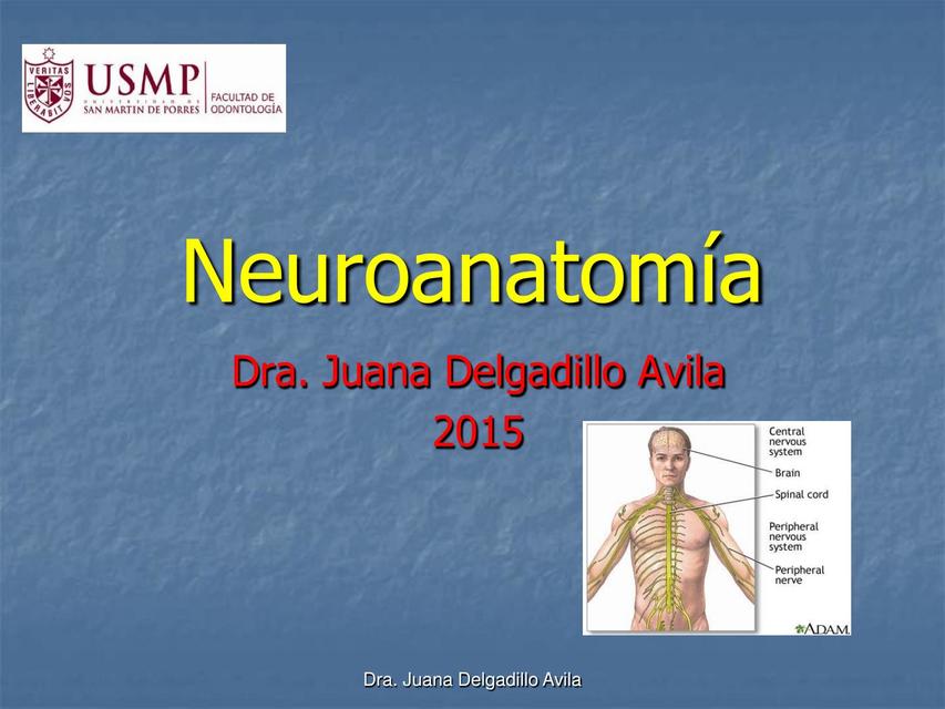 Neuroanatomía Anatomía de Cabeza y Cuello