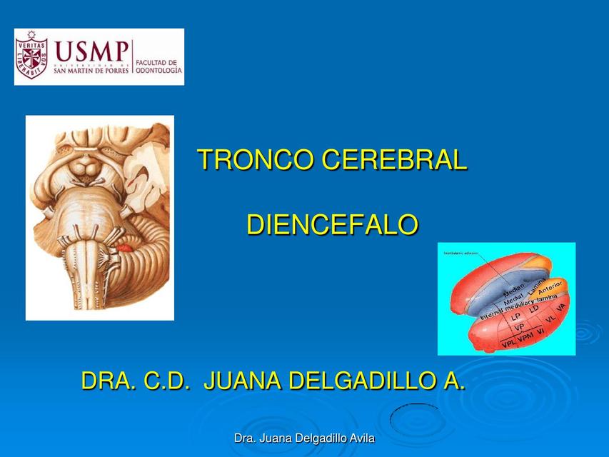 tallo cerebral Diencefalo Anatomía de Cabeza y Cuello