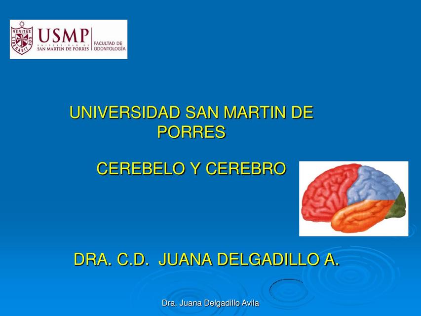 Cerebelo y cerebro Anatomía de Cabeza y cuello