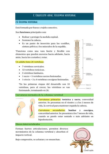 Esqueleto axial pt2