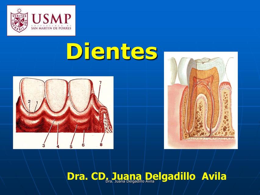 ANATOMÍA DENTAL ANATOMÍA CABEZA Y CUELLO