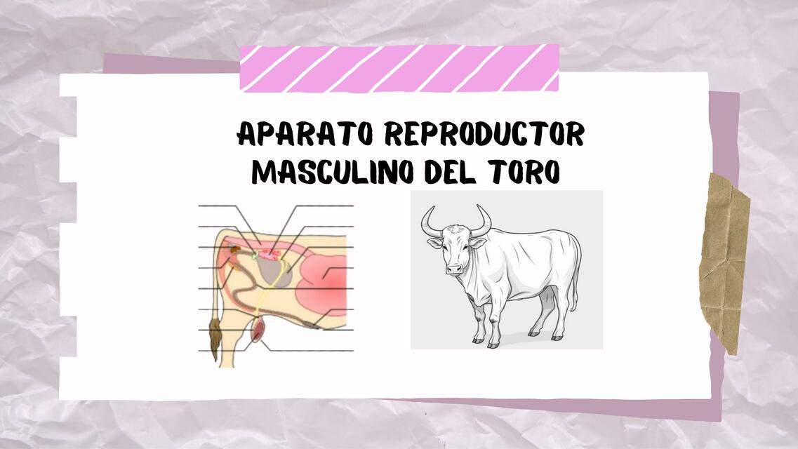 APARATO REPRODUCTOR DEL TORO