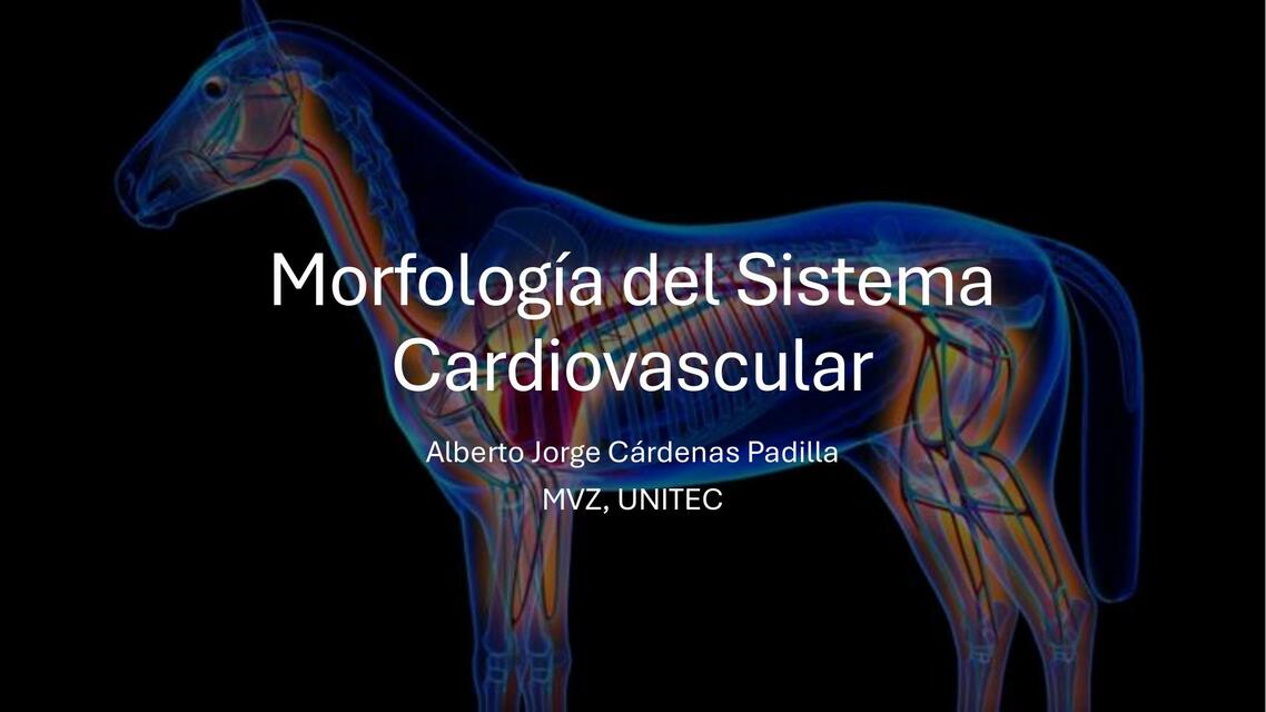 Morfología del S Cardiovascular2 2