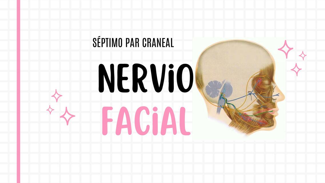 Vll par: Nervio Facial, función y fibras nerviosas