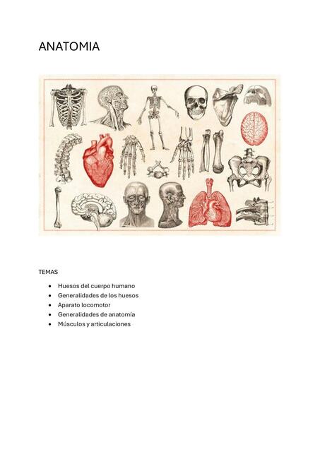 ANATOMIA: huesos, musculos y articulaciones