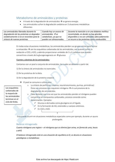 Metabolismo de aminoacidos