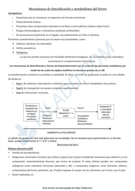 Mecanismos de detoxificacion y metabolismo del hie