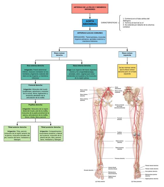 Mentefacto de la AORTA ABDOMINAL 