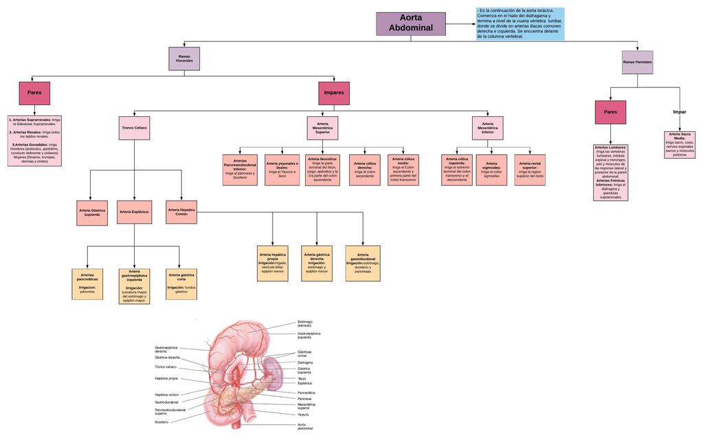 Mentefacto de la AORTA ABDOMINAL