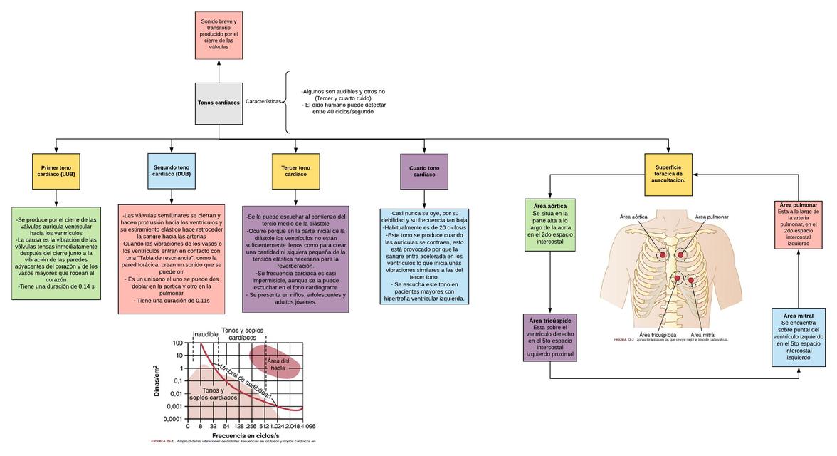 Mentefactos de los Tonos cardiacos 