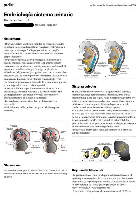 Mentefactos de Anatomía, embriología y fisiología renal