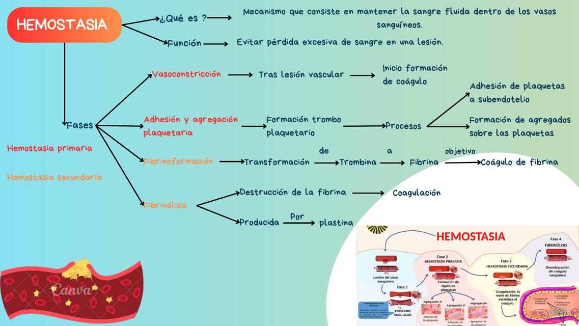 Hemostasia y coagulación sanguínea