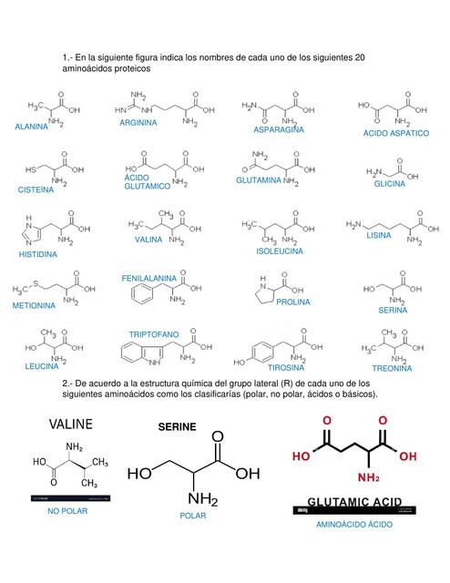 Aminoácidos- Tarea 2