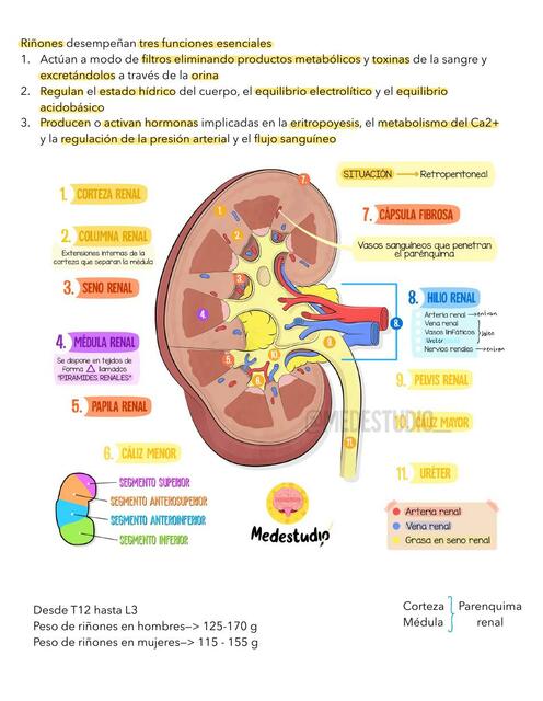 Sistema renal introducción