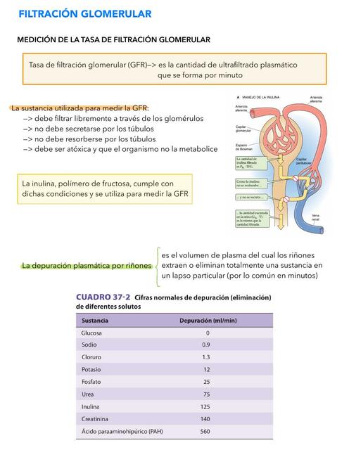 Filtración glomerular, reabsorción tubular y excreción