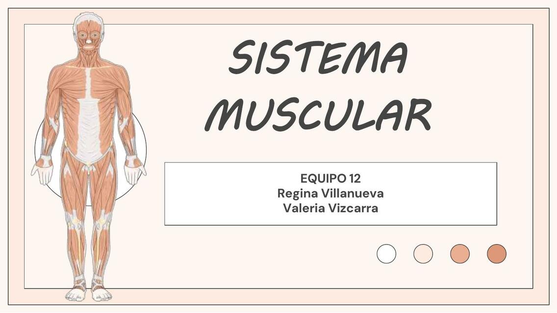 Sistema Muscular