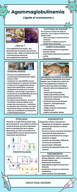 Agammaglobulinemia infografía