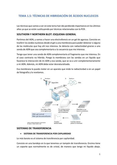 HIBRIDACIÓN DE ÁCIDOS NUCLEICOS