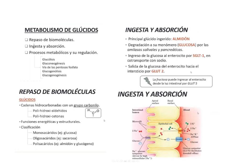 GLUCIDOS - BIOQUIMICA MEDICA.