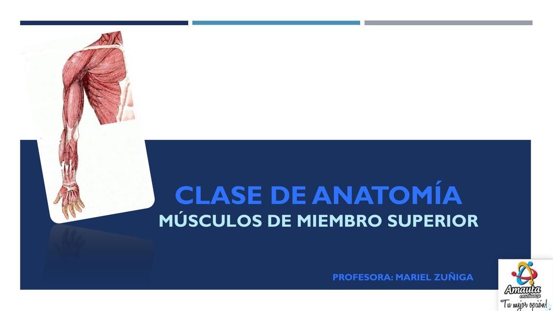 Musculos Miembro superior - Anatomia