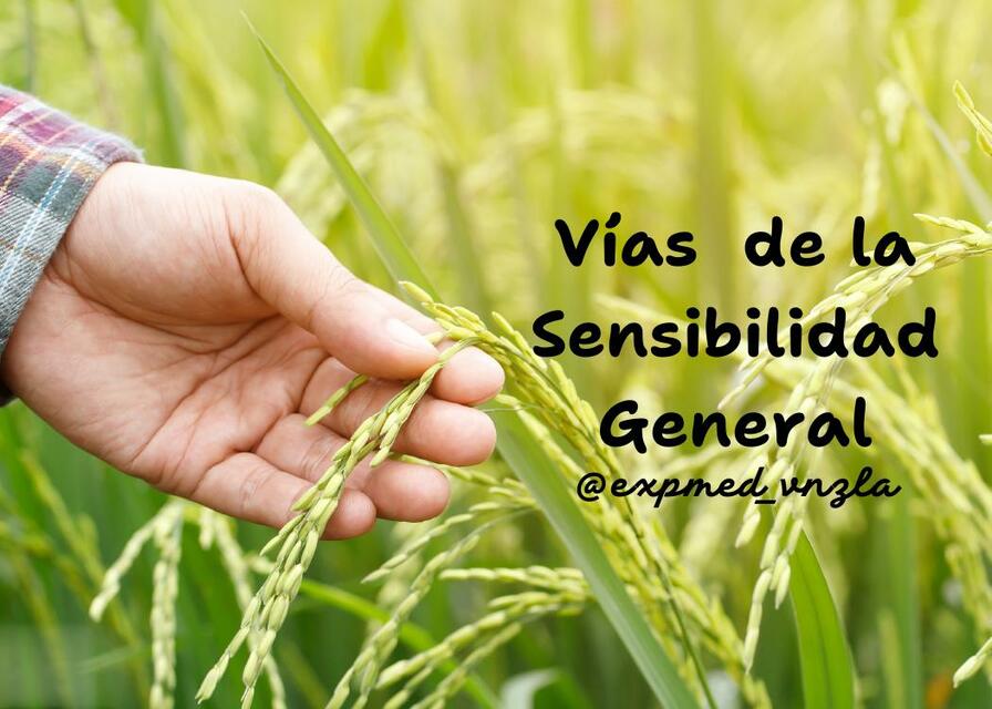 Vías de la Sensibilidad General