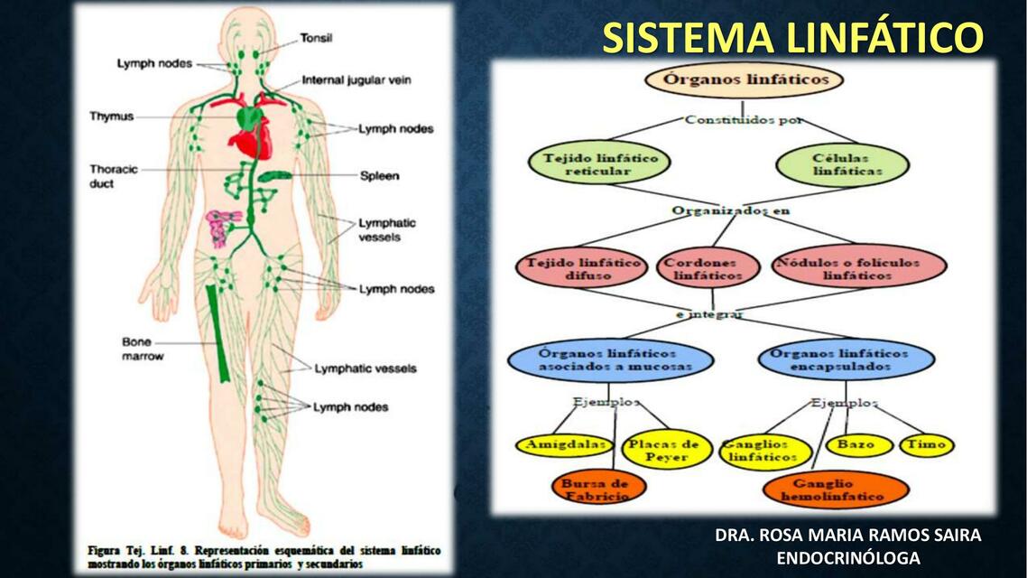 7 SISTEMA LINFATICO INMUNITARIO copia