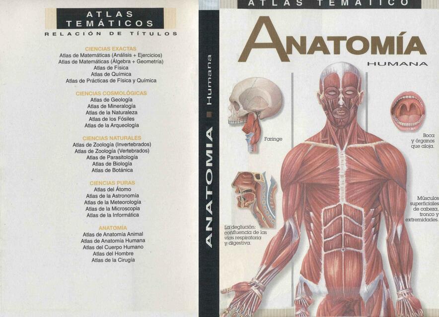 Anatomía Humana