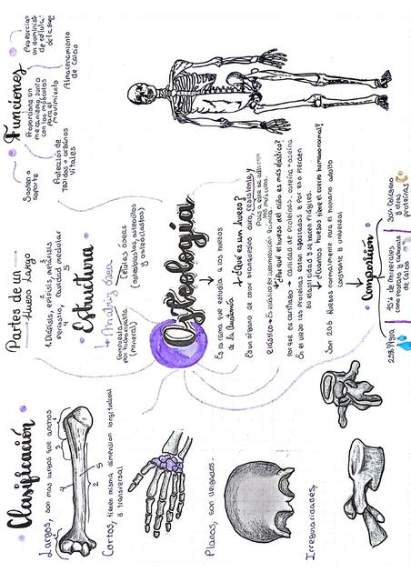 Generalidades de osteologia mapa conceptual