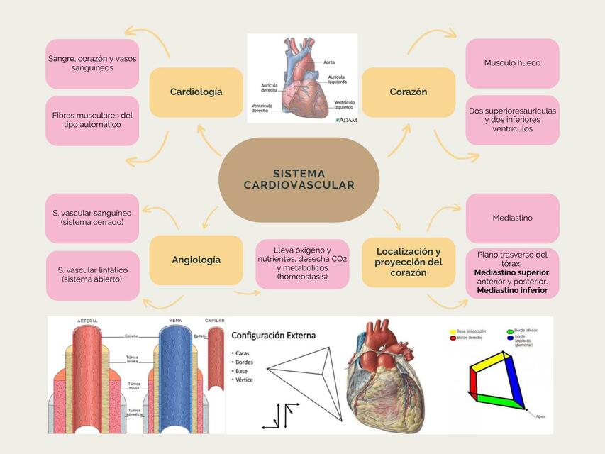 Sistema cardíaco