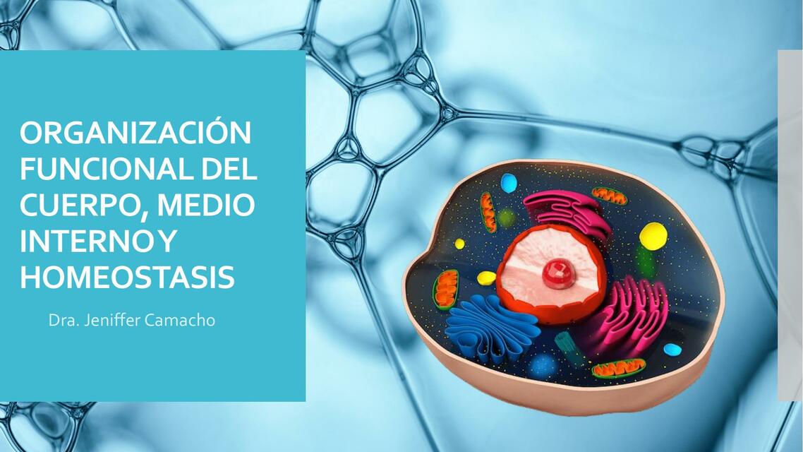 Organización funcional del cuerpo, medio interno y homeostasis 