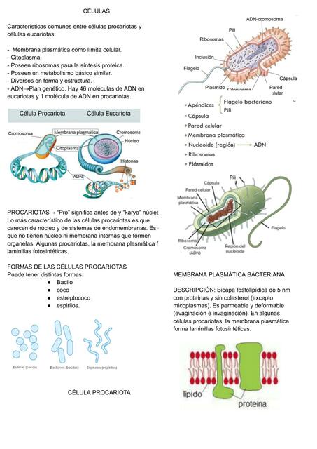 clase 2 célula procariota