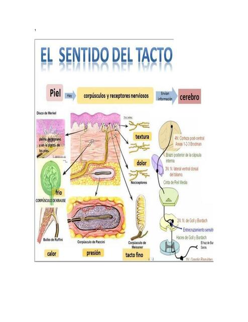 tacto