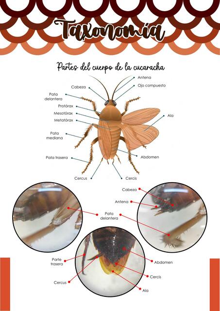 Taxonomía de la cucaracha y mosca - INFORME