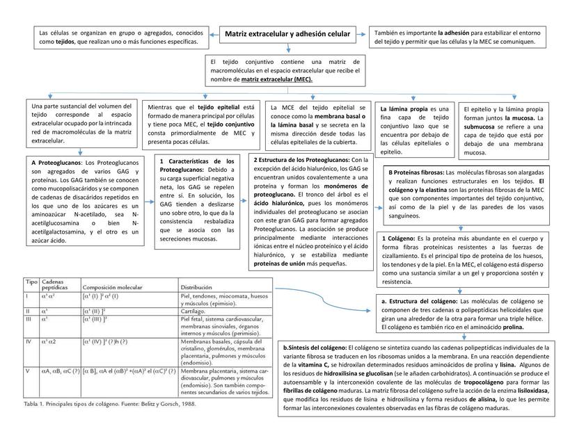 MAPA DE MATRIZ CELULAR