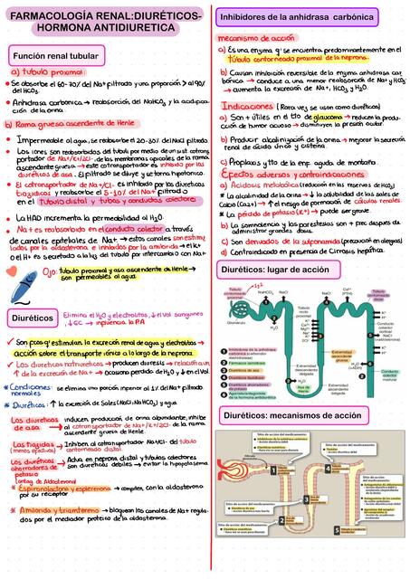 FARMACOLOGIA RENAL DIURÉTICOS- HORMONA ANTIDIURETICA