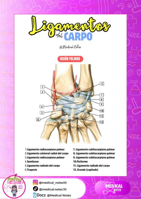 LIGAMENTOS DEL CARPO | MEDICAL NOTES | uDocz