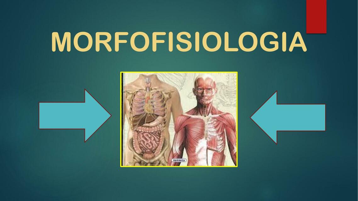 MORFOFISIOLOGIA VERONICA | Alquimia- Nurse | uDocz