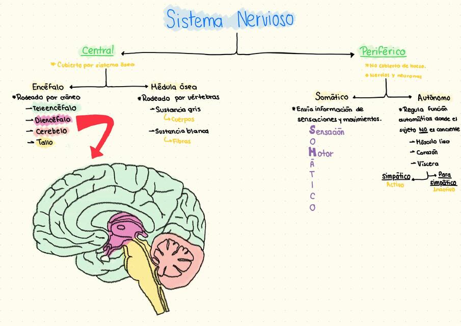 Introducción neuroanato