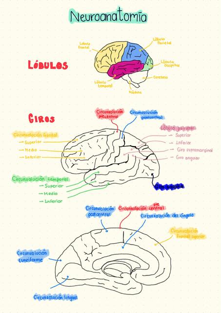 Neuroanato