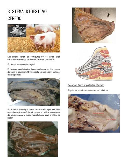 Clase 11 Sistema digestivo cerdo