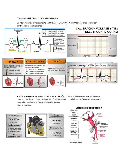 Componentes del electrocardiograma 