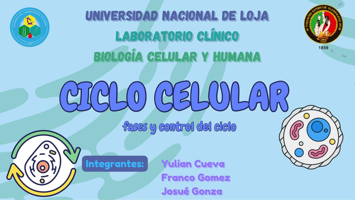 Ciclo celular