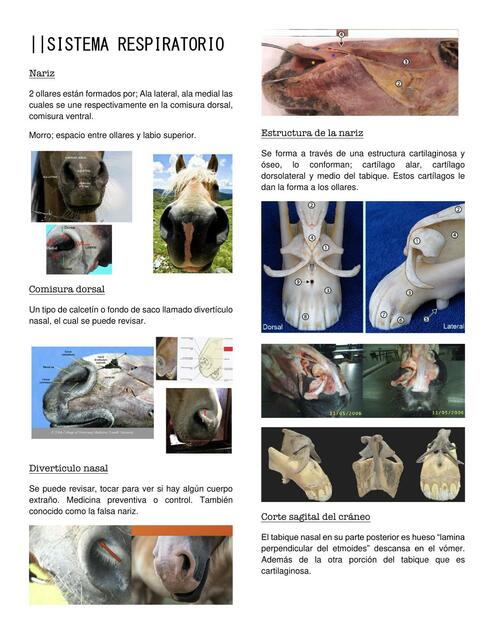 Clase 8 Sistema respiratorio equino