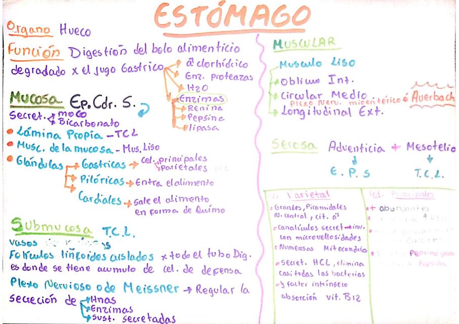 histo estómago y próstata