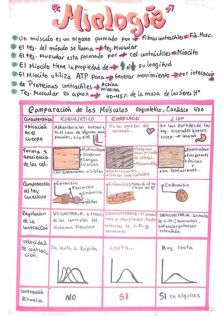 Histología Esquema Músculos ANATOMÍA 