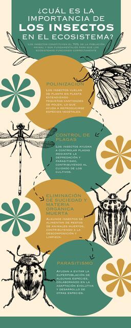 Infografía Insectos Ilustrados Verde