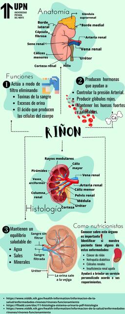 Riñon | Lializ | uDocz