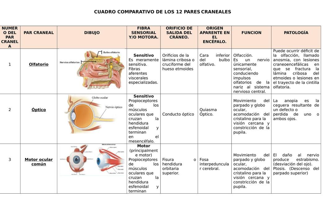 cuadro comparativo de los 12 pares craneales