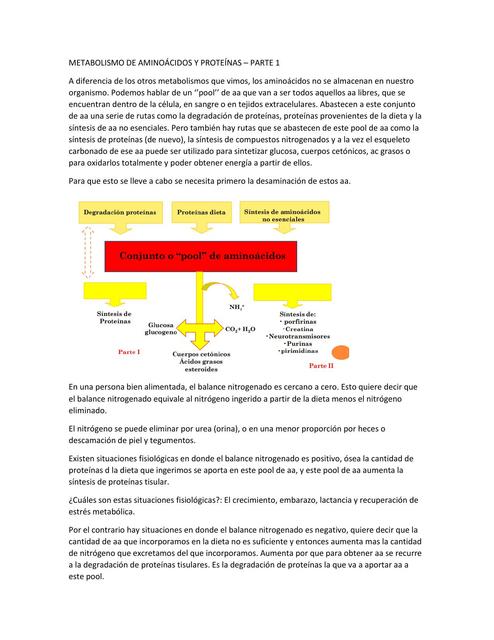 METABOLISMO DE AMINOÁCIDOS Y PROTEÍNAS